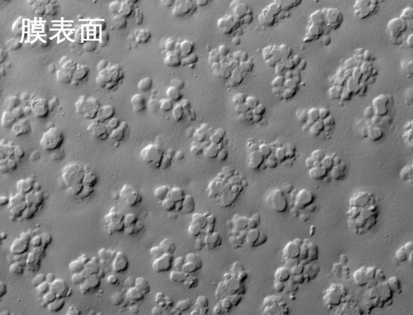 糖心APP下载汅API免费新版下载入口烧结管式膜电镜照片